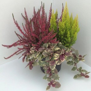 Jesienna mieszanka w doniczce z Calluna, Muehlenbeckia, Calocephalus i Erica, wys. ok. 10-20 cm.