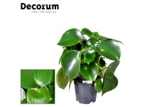 Peperomia Raindrop