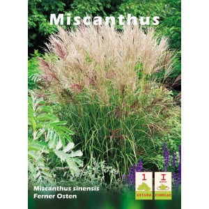 Miskant chiński 'Ferner Osten' w doniczce: Trawa ozdobna ze srebrzysto-różowymi kwiatostanami do ogrodu i na rabaty.