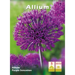 Czosnek ozdobny 'Purple Sensation': Fioletowa kula kwiatowa, idealna na rabaty i do ogrodów. Warzywa.