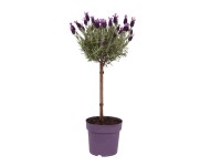 Lavandula st. Anouk na pniu Wys. 50cm don. 14cm