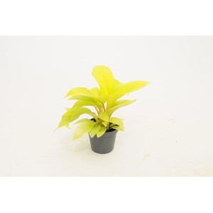 Roślina doniczkowa t.b.t. z jasnożółtymi liśćmi w doniczce.