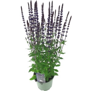 Szałwia omszona (Salvia nemorosa) mix don. 17 cm