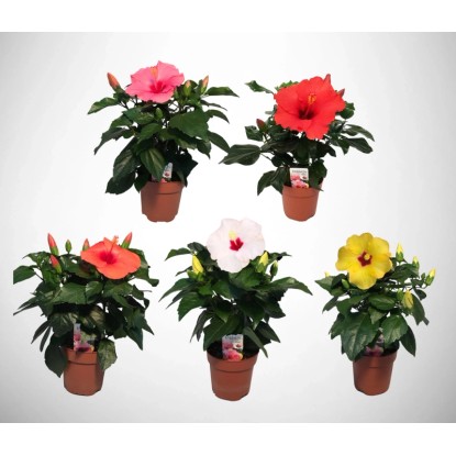 Hibiscus Long Life kolor mix wys. 30cm don. 12cm
