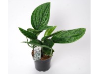 Epipremnum złociste (Epipremnum Marble Planet) - don. 12 cm