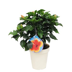 Hibiskus w doniczce z zielonymi liśćmi i pąkami kwiatowymi. Dekoracyjna roślina doniczkowa.