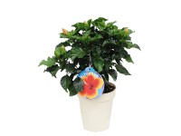 Róża chińska (Hibiscus chinensis)