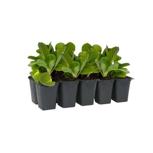 Sadzonki w tacy: Młode rośliny warzywne do ogrodu.