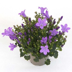 Dzwonek (t.b.t.) w doniczce, roślina stojąca z fioletowymi kwiatami.