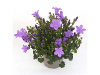 Dzwonek dalmatyński (Campanula portenschlagiana) don. 6 cm