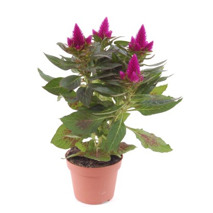 Celozja Caracas (Celosia argentea) don. 12 cm