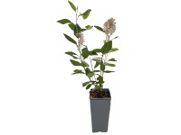 Prusznik (Ceanothus) don. 2 l