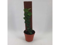 Skimmia japońska (Skimmia japonica) Rubella - don. 9 cm