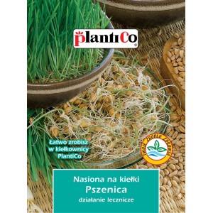 Zdjęcie nasion pszenicy t.b.t. do kiełkowania, kategoria nasiona warzyw.