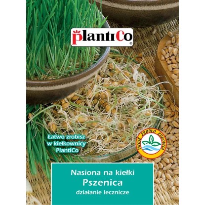 Nasiona na Kiełki pszenicy