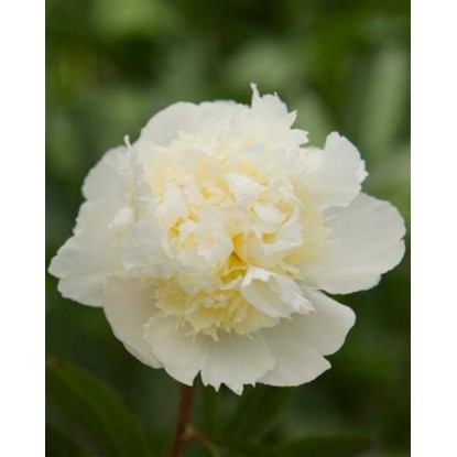 Piwonia, Peonia Laura Dessert (Paeonia sp.)