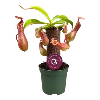Dzbanecznik (Nepenthes Karist) don. 8,5 cm