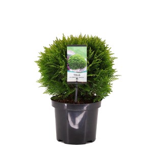 Tuja (Thuja) Danica - don. 19 cm