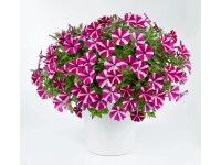 Petunia Amore