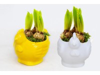 4Flower Hiacynt w osłonce Kura mix kolorów don. 14 cm