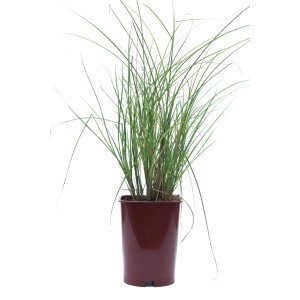 Zielona trawa pampasowa w doniczce.