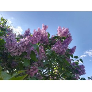 Kwitnący krzew lilaka z fioletowymi kwiatami na tle błękitnego nieba.