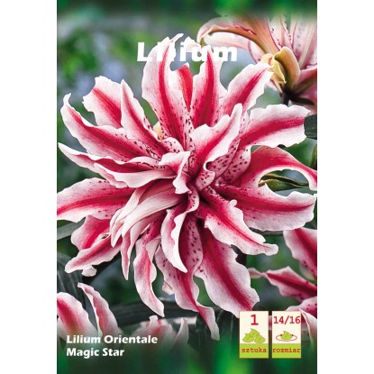 Lilia Magic Star 1szt