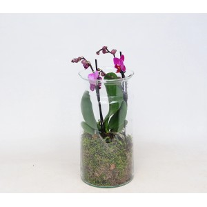 Mini storczyk w szkle z różowymi kwiatami i mchem. Dekoracyjna roślina doniczkowa.