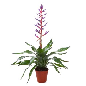 Echmea (Aechmea Blue Rain) don. 15 cm