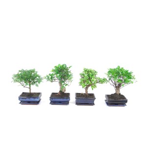 Cztery różne zielone drzewka bonsai w ciemnych doniczkach.