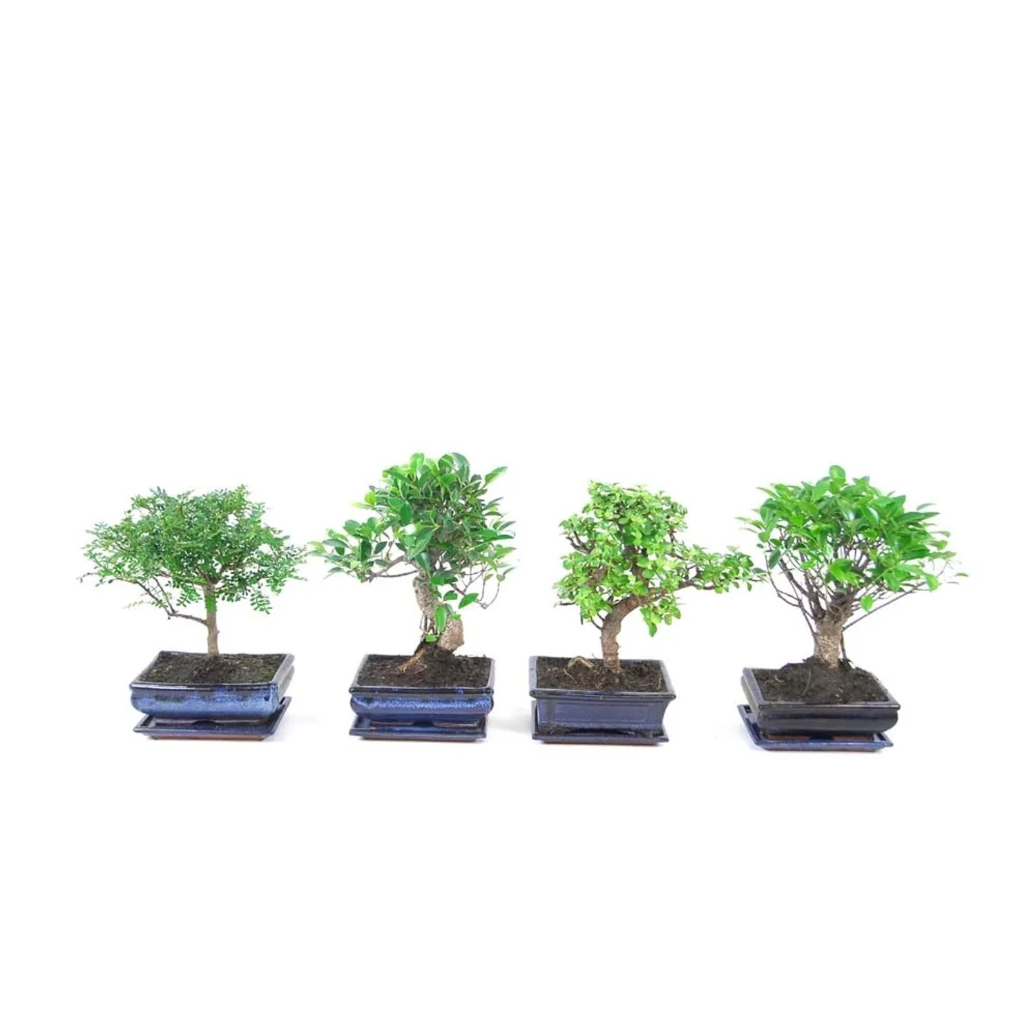 Drzewko bonsai - Dostpne produkty - OBI wszystko do mieszkania, domu,  ogrodu i budowy