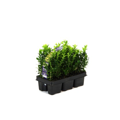 Bukszpan wieczniezielony opak. 6szt. (Buxus sempervirens)