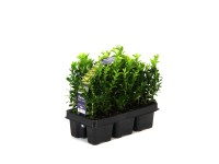Bukszpan wieczniezielony opak. 6szt. (Buxus sempervirens)