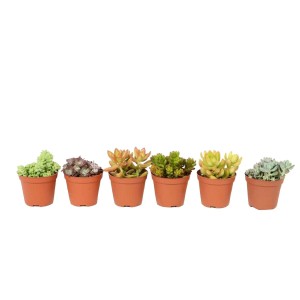 Sukulenty (Succulent)mix - don. 8,5 cm