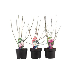 Trzy magnolie w doniczce o różnych kolorach kwiatów.