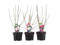 Magnolia Fairy Mix, wys. 40-60 cm