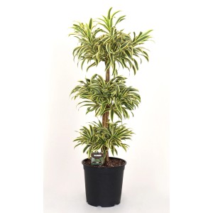 Dracena (Dracena) w doniczce, wielopniowa z zielono-żółtymi liśćmi.