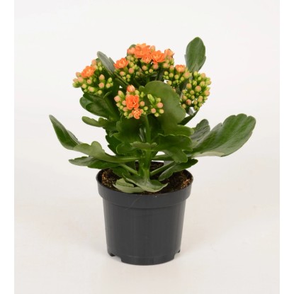 Żyworódka (Kalanchoe Rosalina) pomarańczowa- don. 9 cm