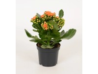 Żyworódka (Kalanchoe Rosalina) pomarańczowa- don. 9 cm
