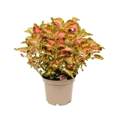 Koleus (Plectranthus scutellarioides) don. 18 cm