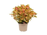 Koleus (Plectranthus scutellarioides) don. 18 cm