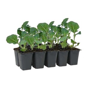 Sadzonki warzyw w tacy: Młode rośliny warzywne do ogrodu lub na balkon.