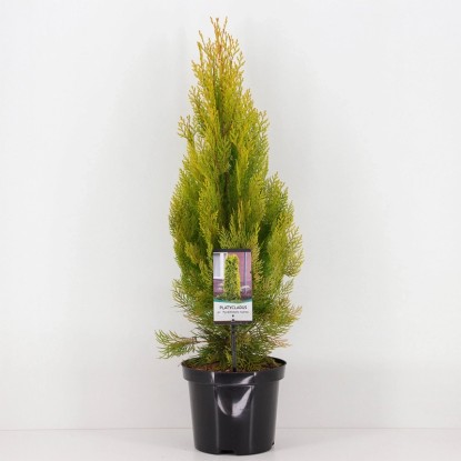 Żywotnik Platycladus orientalis Pyramy dalis Aure 19cm