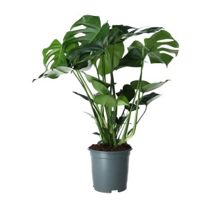 Duża, zielona roślina doniczkowa Monstera w doniczce. Liście z charakterystycznymi wycięciami.