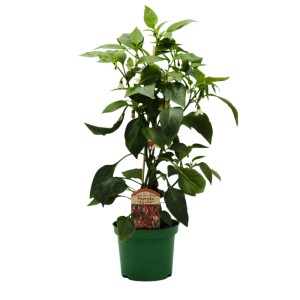 Papryka ostra Big Devil (Capsicum annuum) don. 15 cm