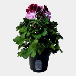 Kwitnąca roślina t.b.t. w doniczce z różowo-fioletowymi kwiatami i zielonymi liśćmi.