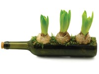 4Flower Kompozycja Hiacynt w 3 cebule 34x7,5