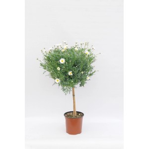 Margarita 't.b.t.' w doniczce, roślina kwitnąca z białymi kwiatami.