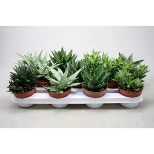 Różne sukulenty t.b.t. w doniczkach na tacy.