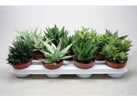 Aloesy różne odmiany (Aloe sp.)